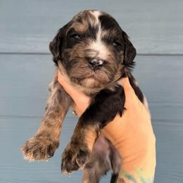 Cookies and crème - Blue merle male Bernedoodle puppy in Fortuna, California from Dalton Poodles and Doodles