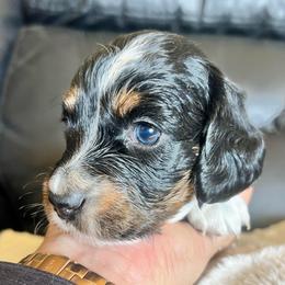 Candycane - Black and tan male Dachshund puppy in Highland, California from BAES Teufelshunde