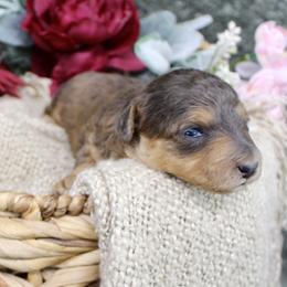 Aussiedoodle puppies from His and Hers Poodles and Doodles