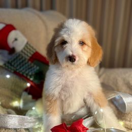 CANDY CORN - red abstract girl - Red female Bernedoodle puppy in Lookout, California from Remington Kennels, LLC