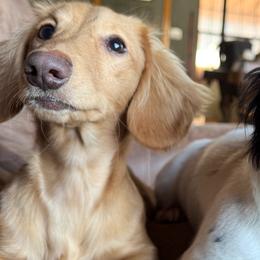 Hank - Dachshund
