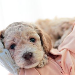 Cockapoo Puppies from Cockapoo~To~You