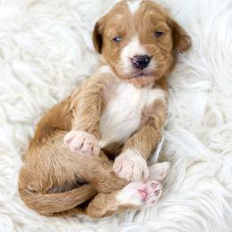 ROCKET - Red  male Goldendoodle puppy in Davison, Michigan from Dreaming Doodles