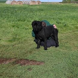 Olaf - Black male Newfoundland puppy in Sanborn, North Dakota from Bydand Newfoundlands