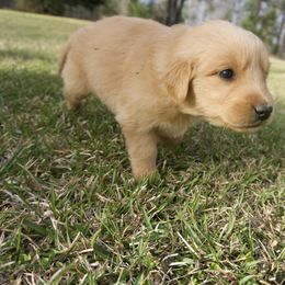 Goldendoodle, Golden Retriever, and Poodle Puppies from St. Barx Kennel Company