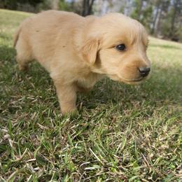 Goldendoodle, Golden Retriever, and Poodle Puppies from St. Barx Kennel Company