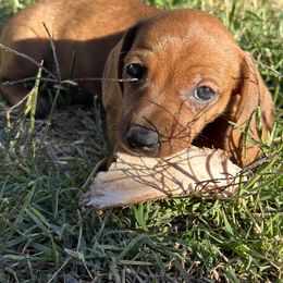 Dachshund Puppies from Harrison Farm