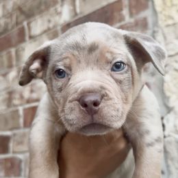 Red Collar - Chocolate tri-color male American Bully puppy in Mansfield, Texas from Eleven:11 Kennels