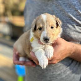 Ms. Yellow - Sable merle and white female Collie puppy in Tallahassee, Florida from Lampost Kennels