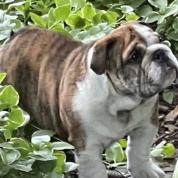 Bulldog Puppies from Waltman's Bulldog's
