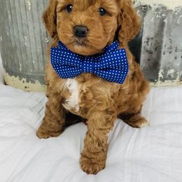 Bernedoodle and Goldendoodle Puppies from Cottrell’s Poodles & Doodles
