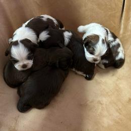 Boy 1 - Liver male Shih Tzu puppy in Kodak, Tennessee from Cutshall Babies