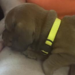 Dachshund Puppies from Lolley Dachshunds