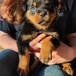 4th pick Female - Black and mahogany female Rottweiler puppy in Fredericktown, Missouri from Obsessions Rottweiler
