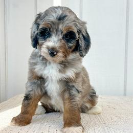 Aspen - Blue merle female Aussiedoodle puppy in Omro, Wisconsin from Crystal Ridge Doodles