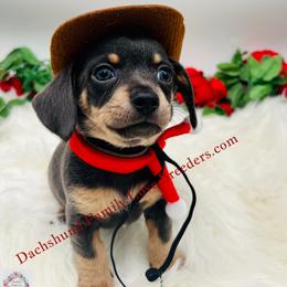 Chihuahua, Companion Cross, and Dachshund Puppies from Dachshund Family Love Breeders