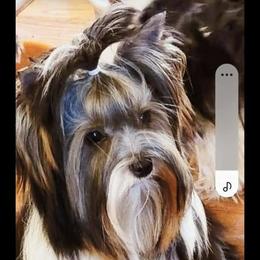 Honey - Biewer Terrier