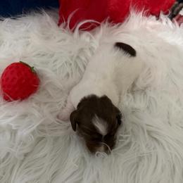 AKC PUA - Piebald female Dachshund puppy in Erie, Michigan from Champagne’s Grinch Toe’d Dachshunds