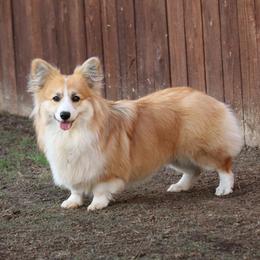 Georgia - Pembroke Welsh Corgi