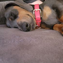 Australian Shepherd and Dachshund All Grown Up from Santina Bourland