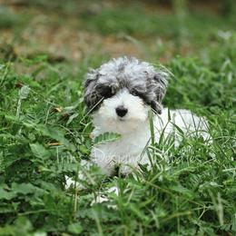 Estelle - Blue merle female Aussiedoodle puppy in Centreville, Mississippi from Trin's Designer Doodles