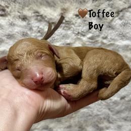 Toffee- Brown Collar - Apricot male Goldendoodle puppy in Bay City, Texas from Charming Doods