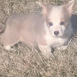 Dasher - White and red male Pembroke Welsh Corgi puppy in Hillsville, Virginia from Bonderosa Kennels