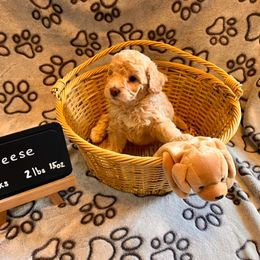 Girl 3 - female Assorted Doodle Crosses puppy in Auburn, Massachusetts from Poochon Paw