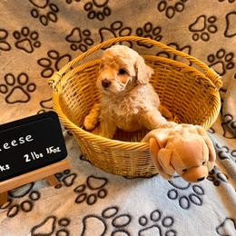 Girl 3 - female Assorted Doodle Crosses puppy in Auburn, Massachusetts from Poochon Paw