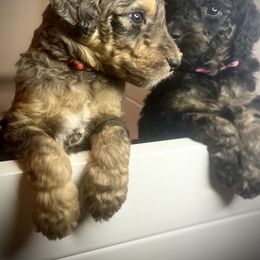 Goldendoodle Puppies from Fishermen’s Doodles