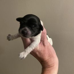 Aurora - Black and white female Coton de Tulear puppy in Sandy, Utah from Abbie's Cotons
