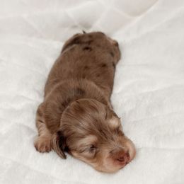 Lyra - Dapple female Dachshund puppy in San Diego, California from Enchantables