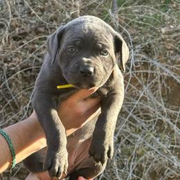 Dancer - Gray female Cane Corso puppy in Utah from 3Lake Kennelz