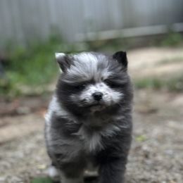 Pomeranian Puppies from Bama Pom Squad