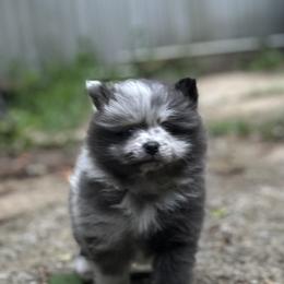 Pomeranian Puppies from Bama Pom Squad