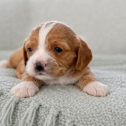 Biscuit - Red and white male Cockapoo puppy in Santa Barbara, California from K+C Doodles