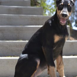 Doberman Pinscher Puppies from Obsidian Kennels