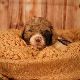 Stella - female Newfypoo puppy in Lancaster, New York from Newfiedoodles of WNY