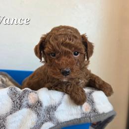 Vance - Red  male Poodle puppy in Blackfoot, Idaho from Draper Mountain Doodles
