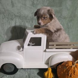 Tucker - Red merle male Miniature Australian Shepherd puppy in Copperas Cove, Texas from Hidden Leaf Aussies