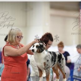 Ketchum - Blue merle male Miniature American Shepherd puppy in Harmony, North Carolina from Carolina Pride Aussies