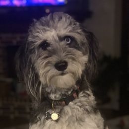Piper - Aussiedoodle