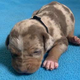 Black collar male - Red merle male Catahoula Leopard Dog puppy in Gadsden, Alabama from Rich Cat’s