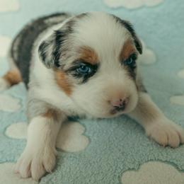 Blue M - Blue merle male Australian Shepherd puppy in Cotati, California from Tried and True Aussies