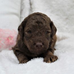 Bernedoodle and Goldendoodle Puppies from Paramount Family Doodles