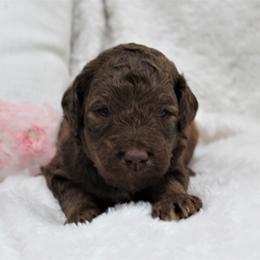 Bernedoodle and Goldendoodle Puppies from Paramount Family Doodles