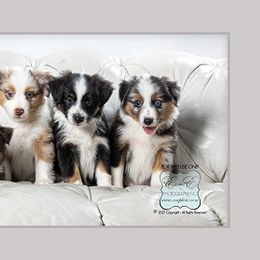Miniature Australian Shepherd Puppies from Royal Aussies of Virginia
