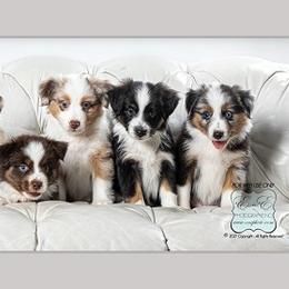 Miniature Australian Shepherd Puppies from Royal Aussies of Virginia