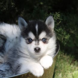 Pomeranian and Pomsky Puppies from Husky Hill Kennel