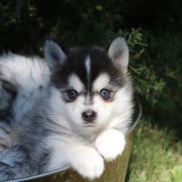 Pomeranian and Pomsky Puppies from Husky Hill Kennel